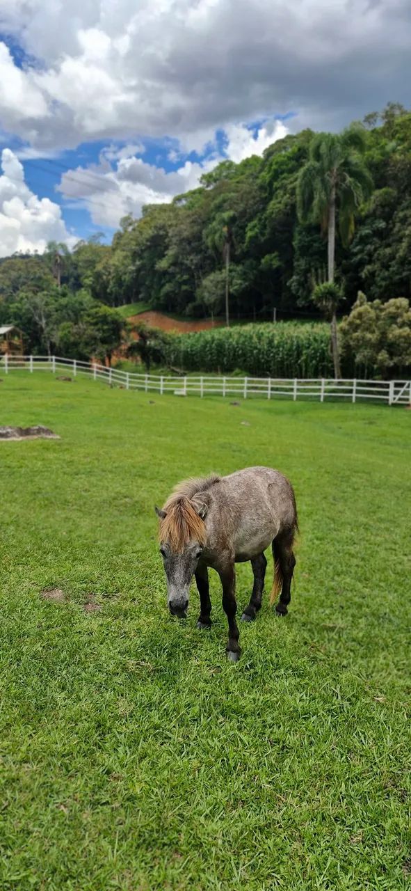 Pônei - Mini horse  - Foto 3