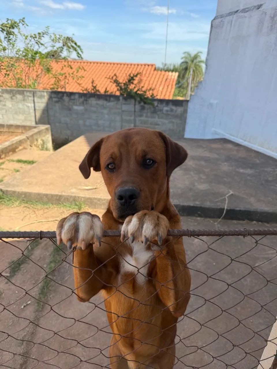 Cachorro - Foto 3