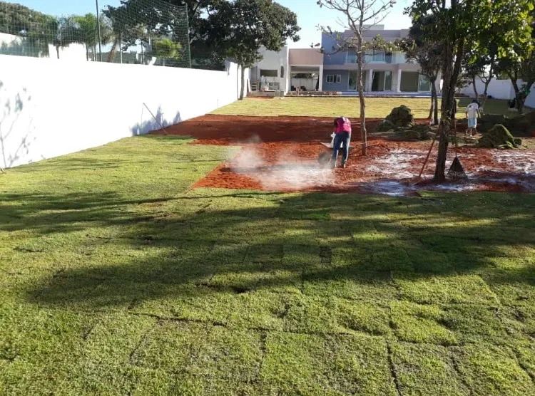Grama Esmeralda - PROMOÇÃO. - Foto 6