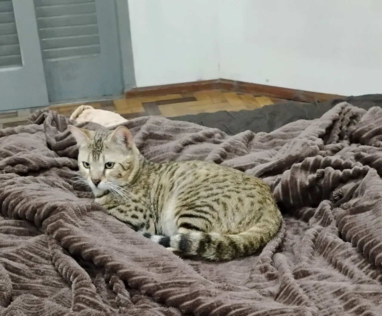 Gato Bengal  - Foto 3