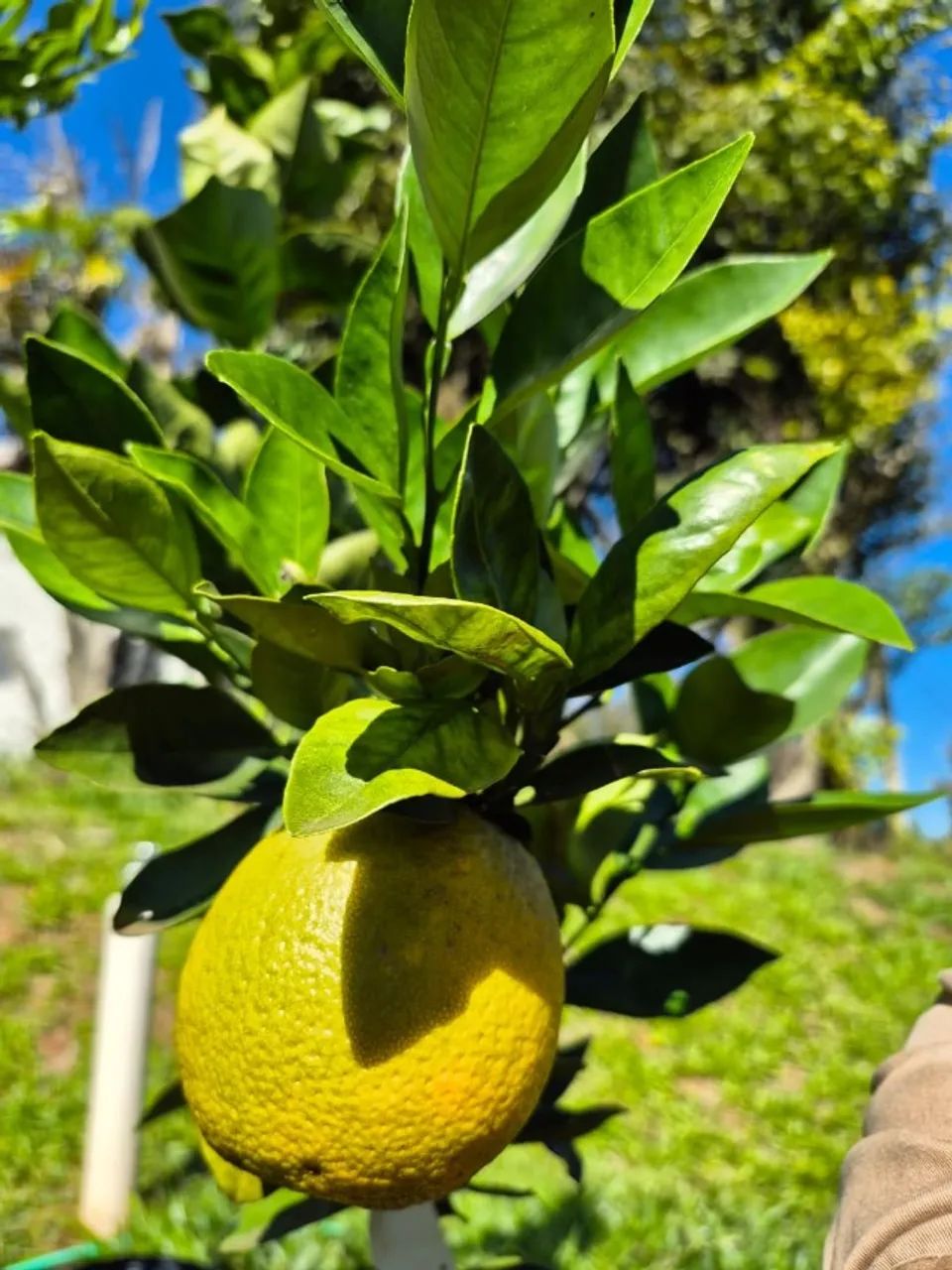 MUDAS DE LARANJA PÊRA RIO PRODUZINDO  - Foto 3