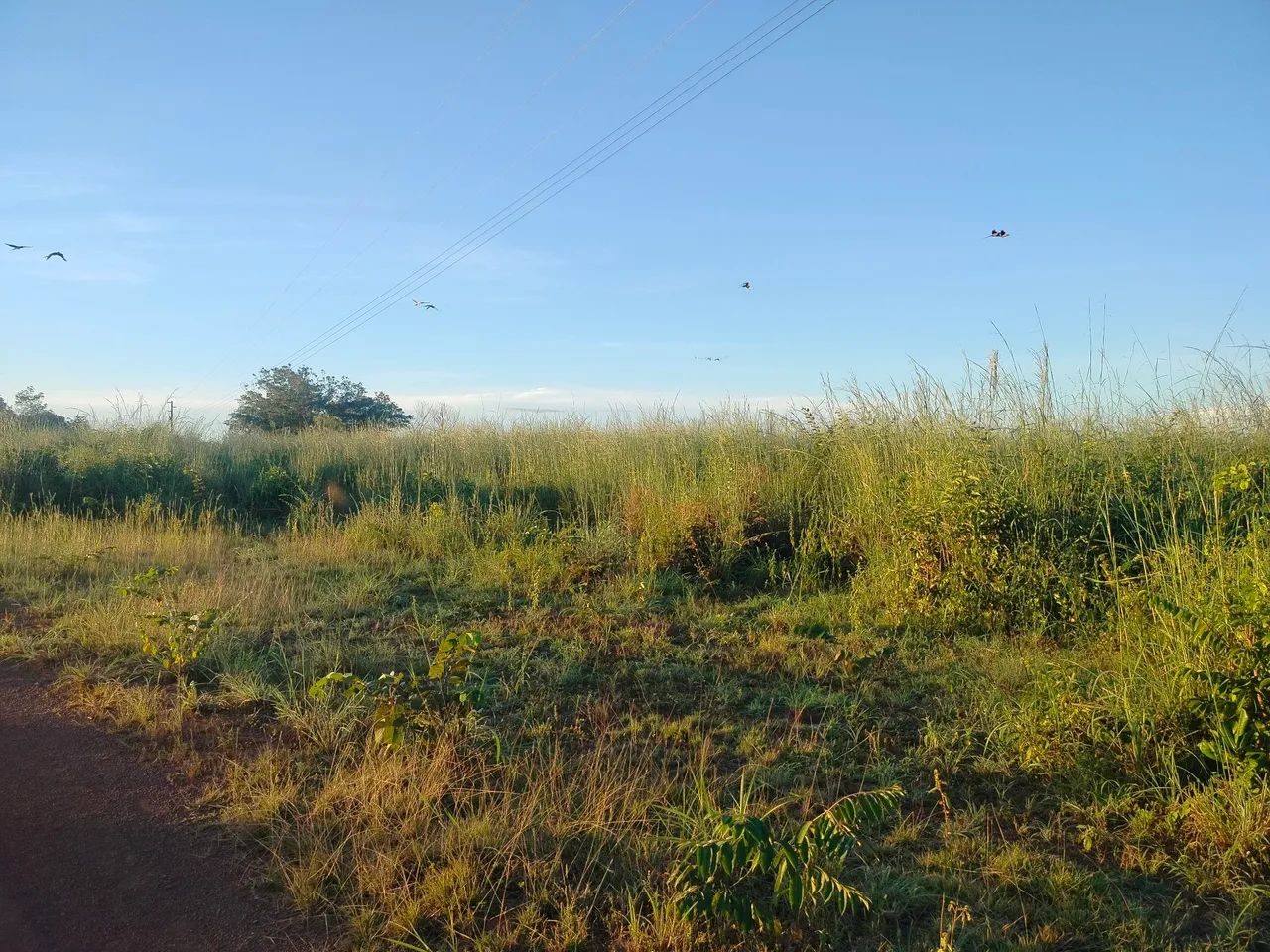 Chácara 10 alqueires  - Foto 4