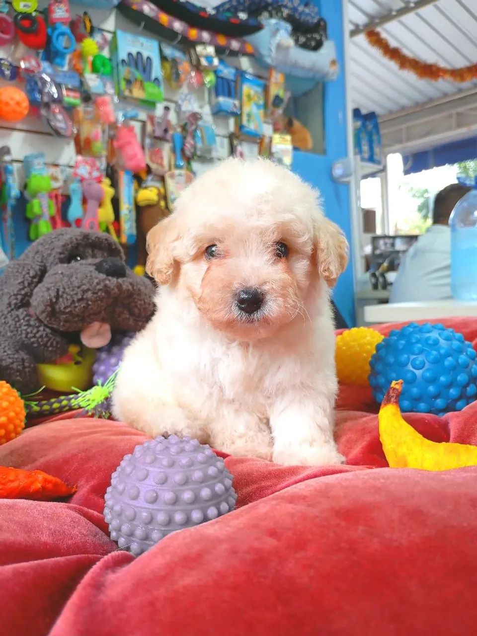 Filhote de poodle mini 