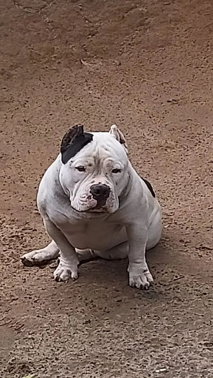 Buldog francês  - Foto 4
