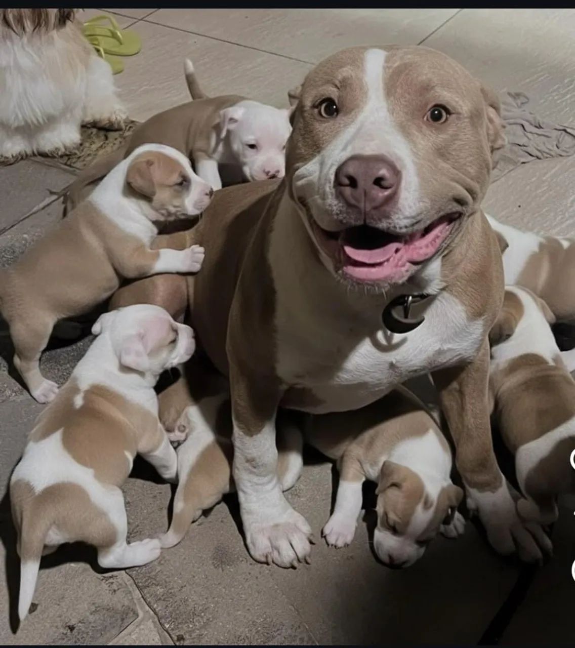 Vendo Filhotes de Pitbull Apartir de 300 