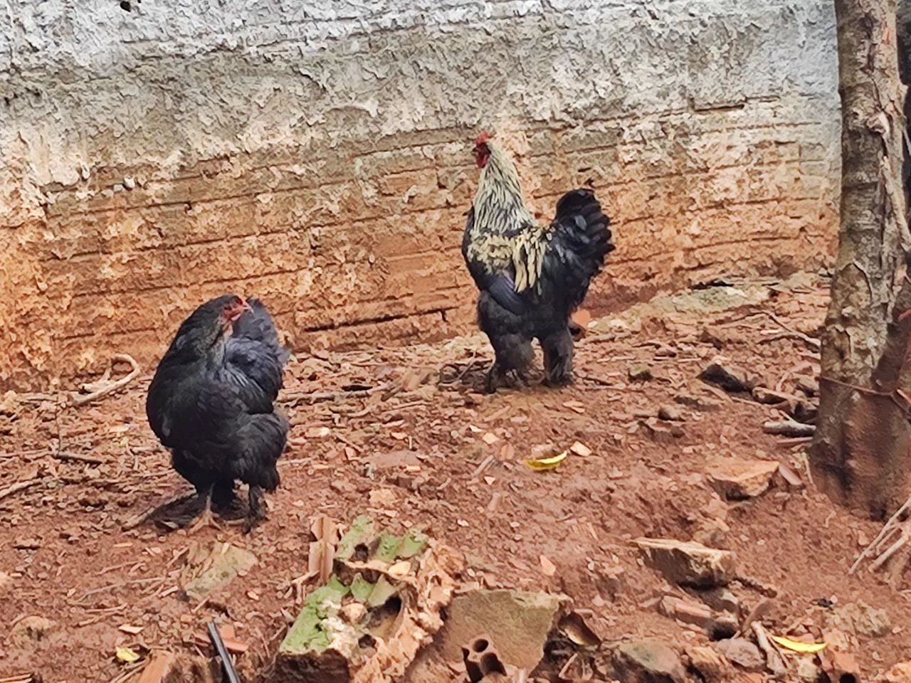 Galinha brama e peru macho