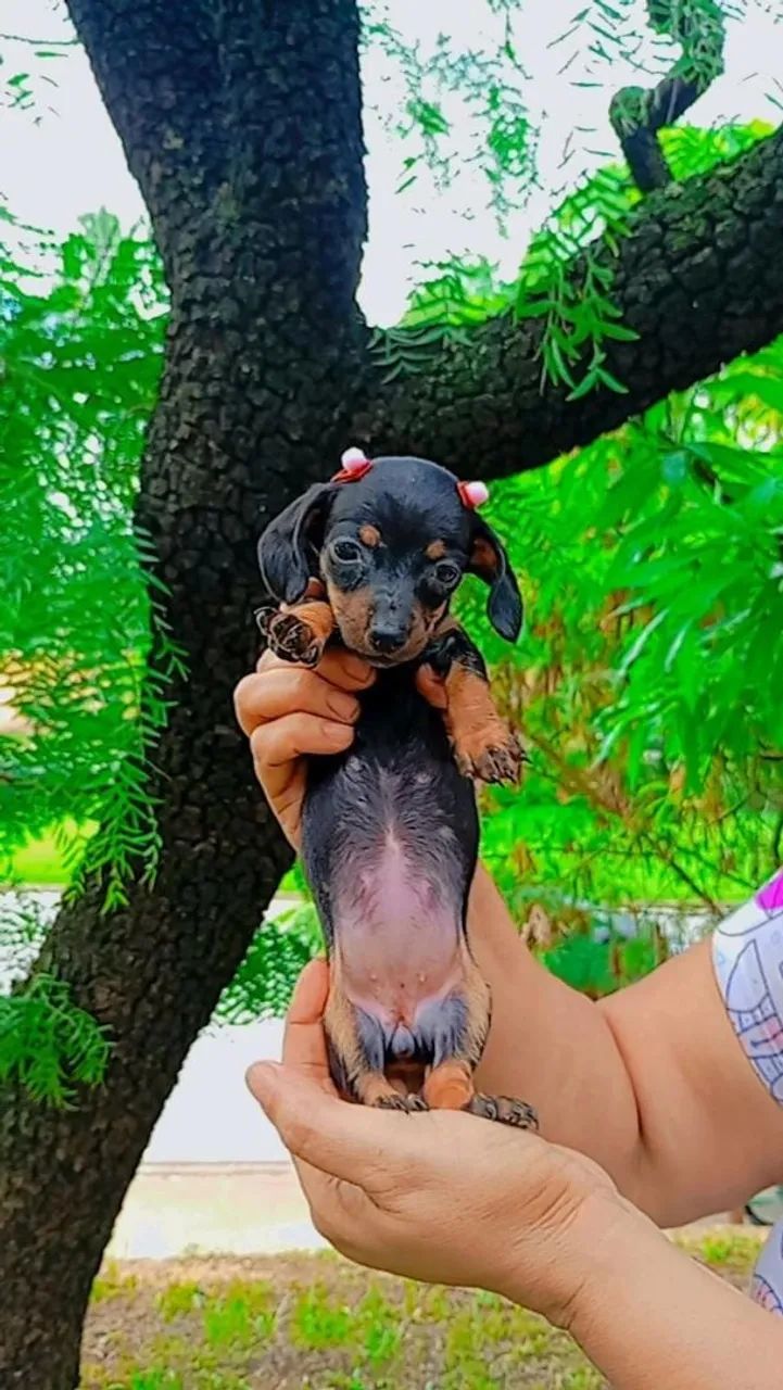 Daschund filhotes  - Foto 2