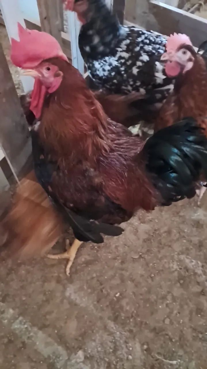 Vendo ovos galados e pintinho de galinha caipira mista  - Foto 2