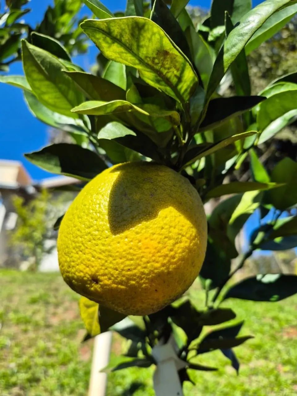 MUDAS DE LARANJA PÊRA RIO PRODUZINDO 