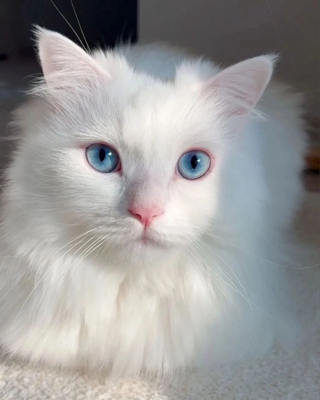 Bebê angora 