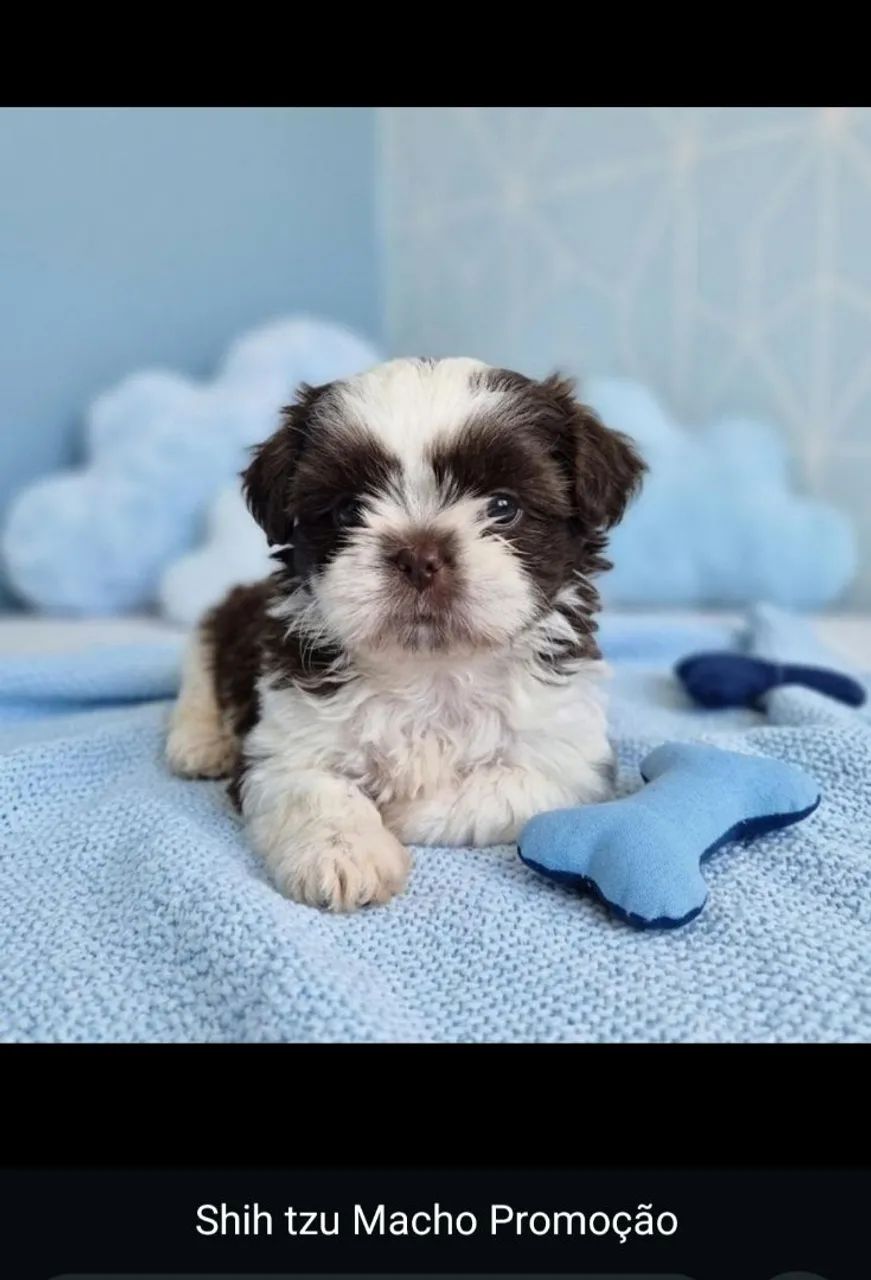 Shihtzu macho promoção  - Foto 3