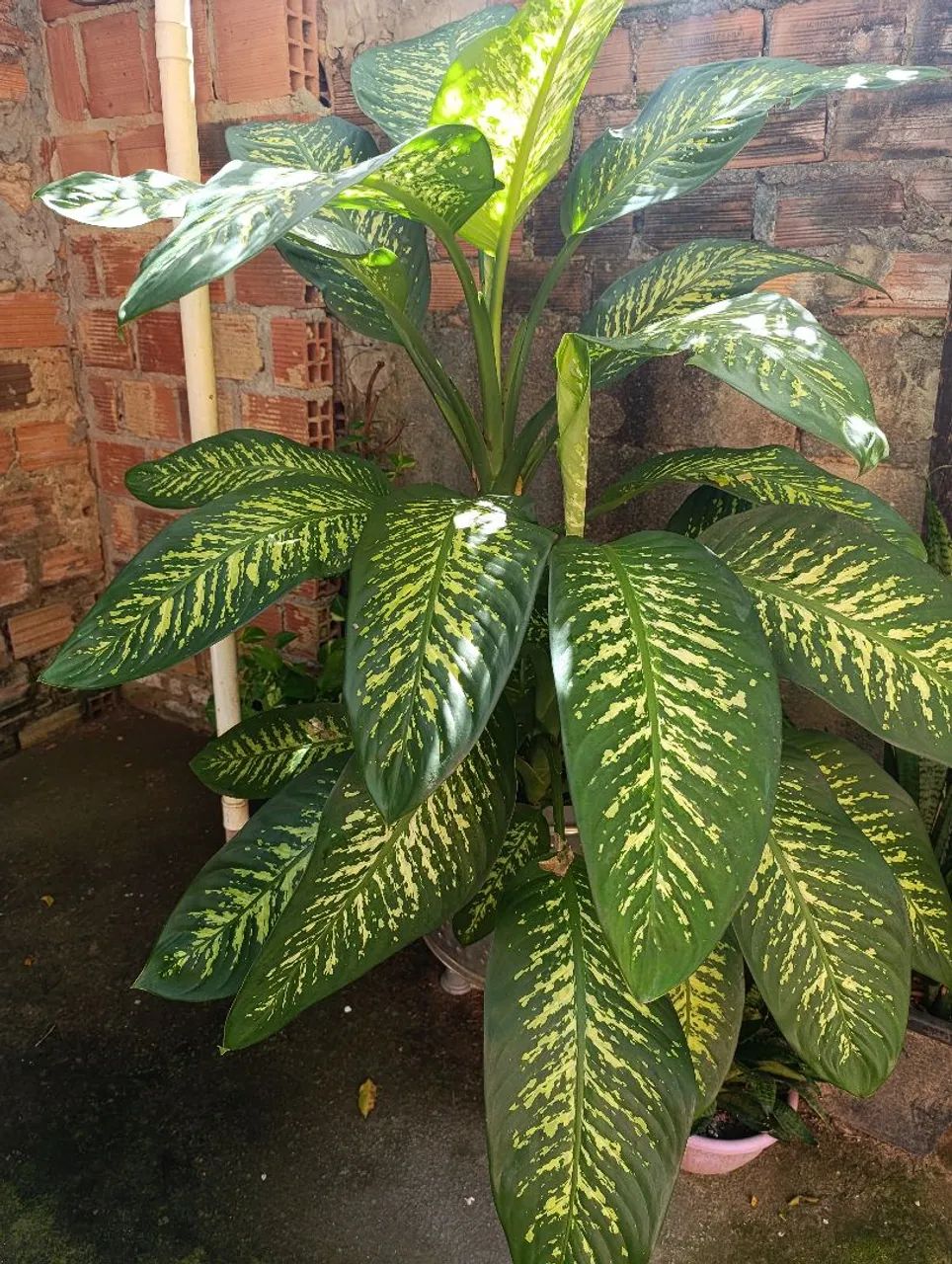 Planta