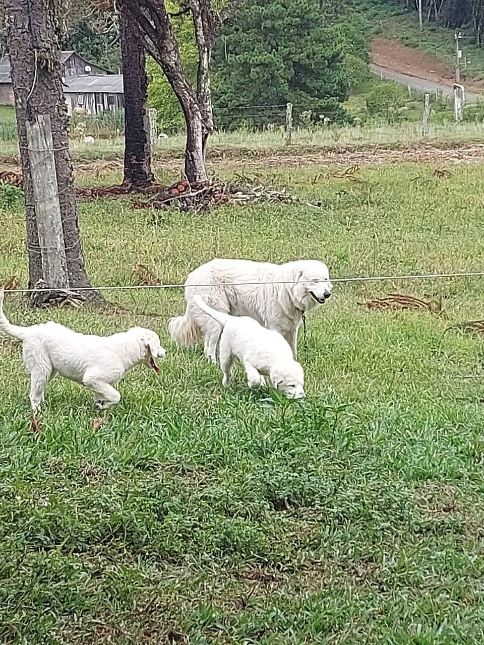 Filhotes de Pastor Maremano - Foto 2
