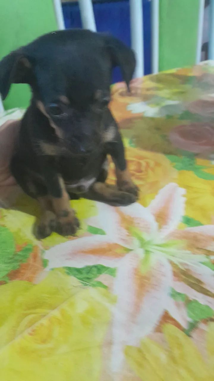Cachorro pinscher número 1 - Foto 4