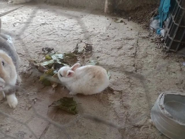 Coelho  - Foto 5