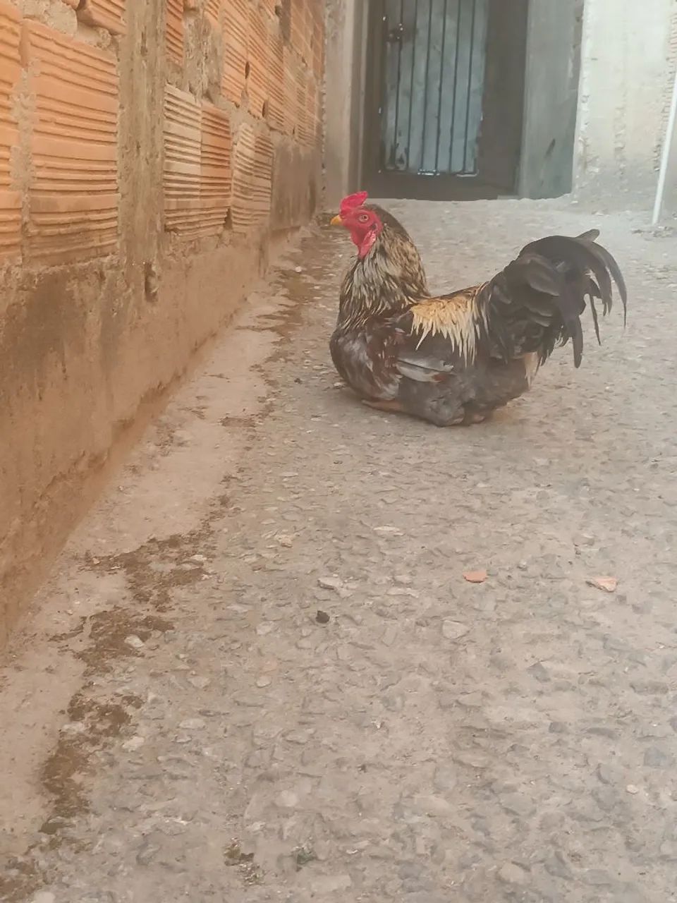 Galo indo 