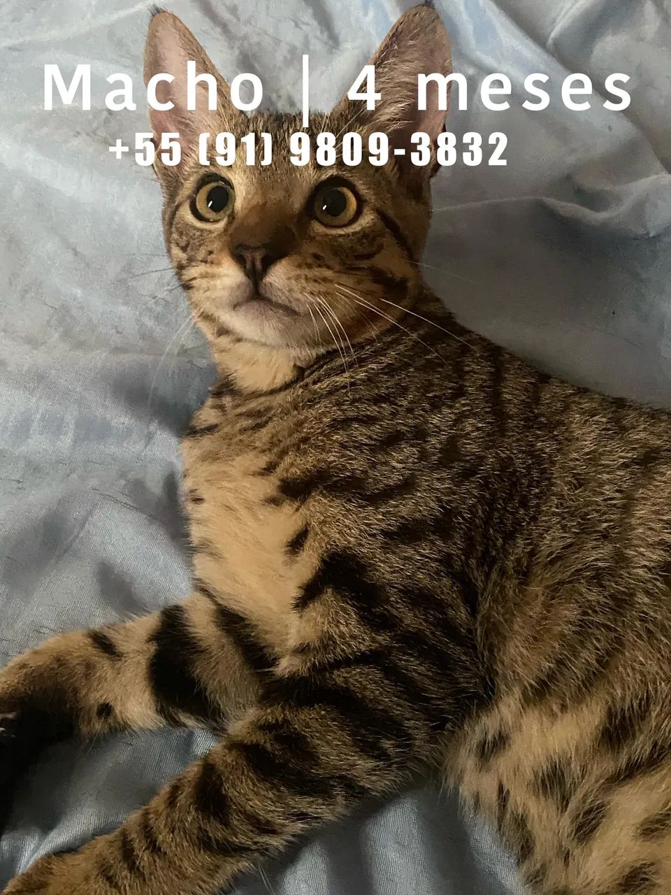 Gatinhos  - Foto 3