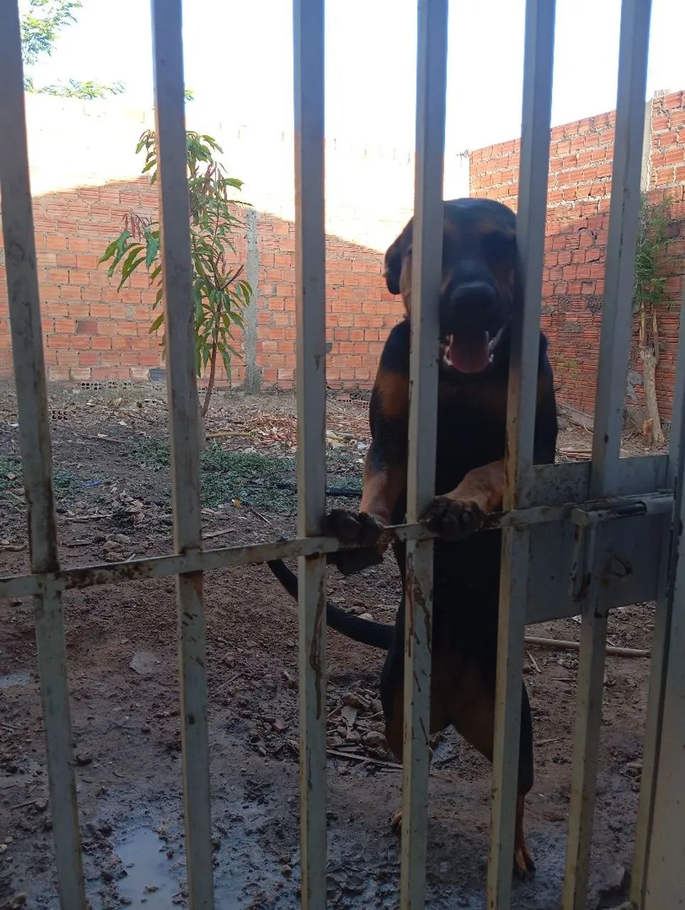 Pet para adoção, misturado com Rottweiler - Foto 3