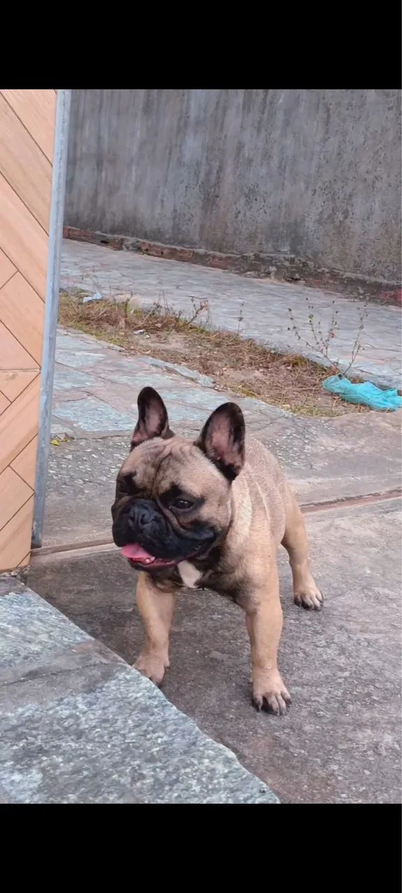 Bulldog francês  - Foto 4