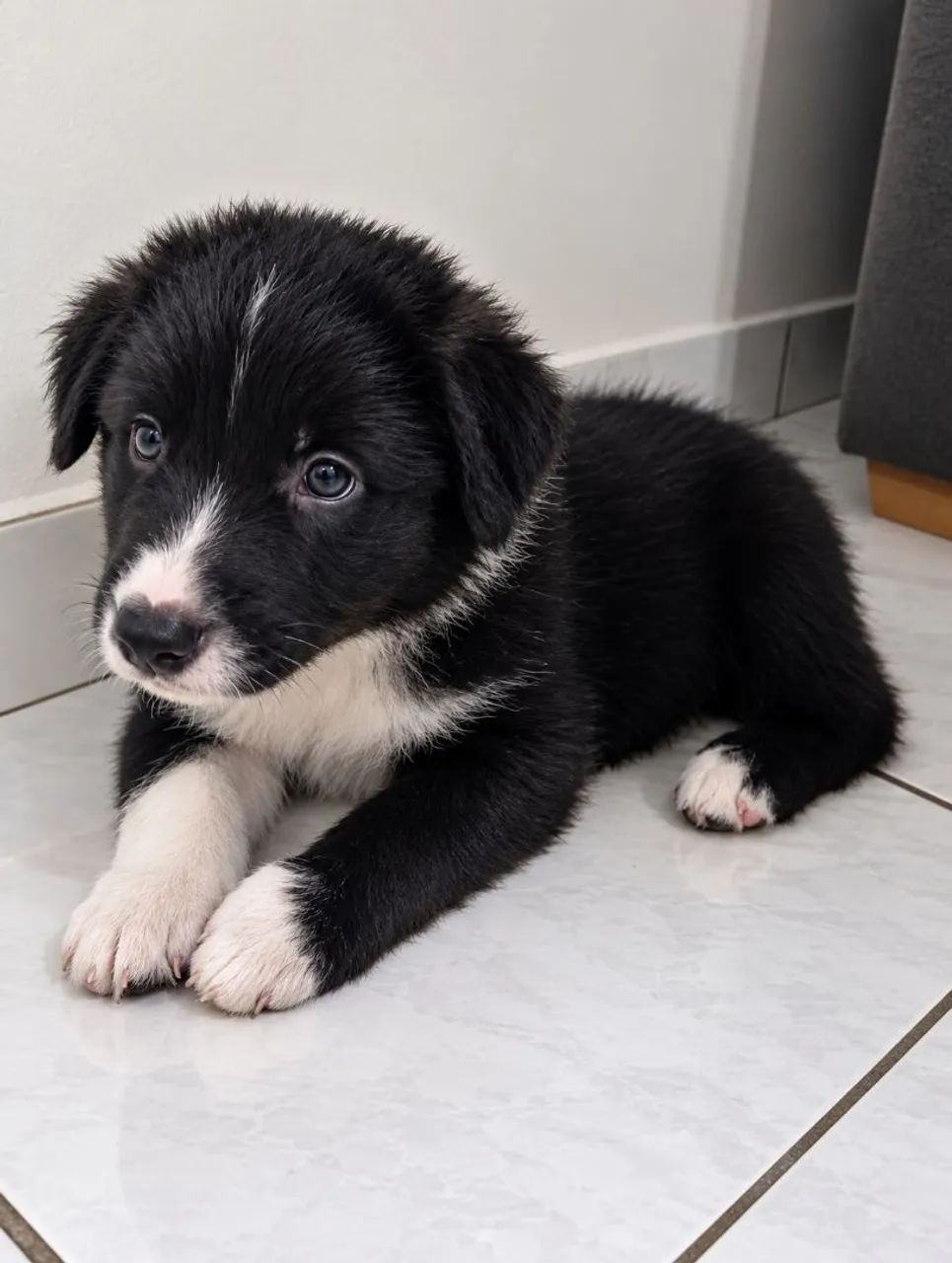 Border Collie - Foto 2