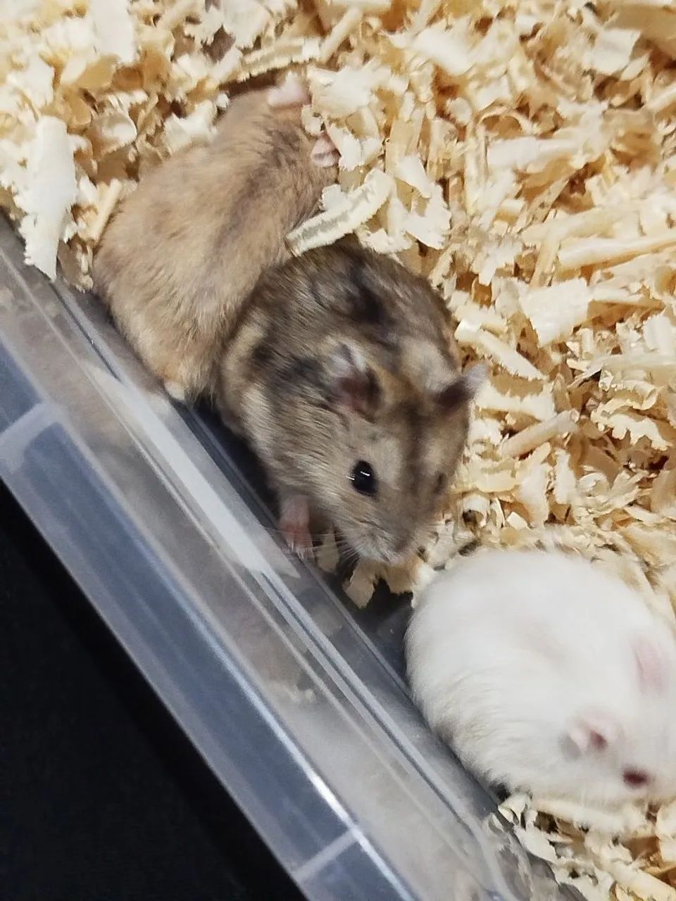 Hamster anão russo - Foto 5