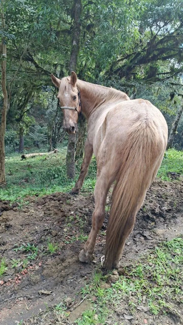 Egua mansa 