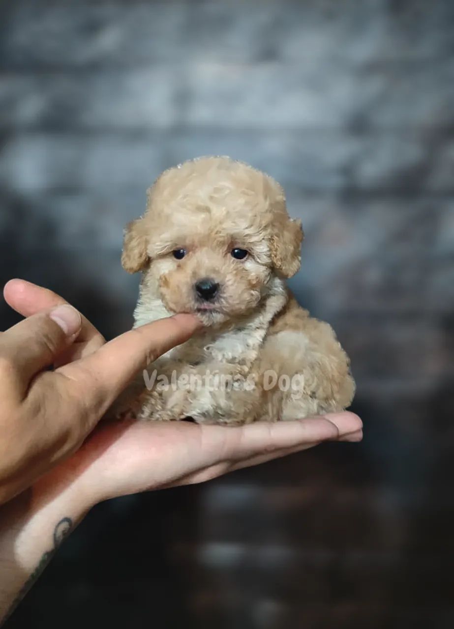 Poodle  - Foto 2