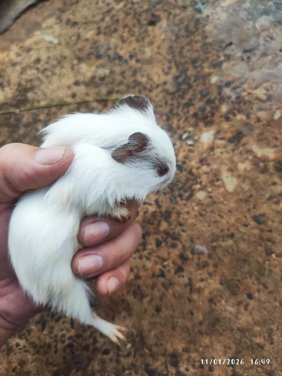 Porquinho da Índia macho 40 fêmea 60
