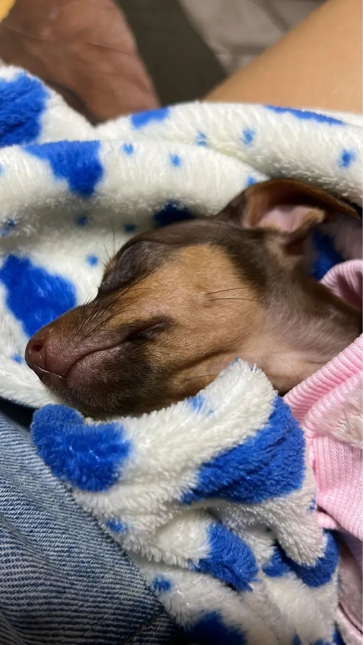 Pinscher mini 