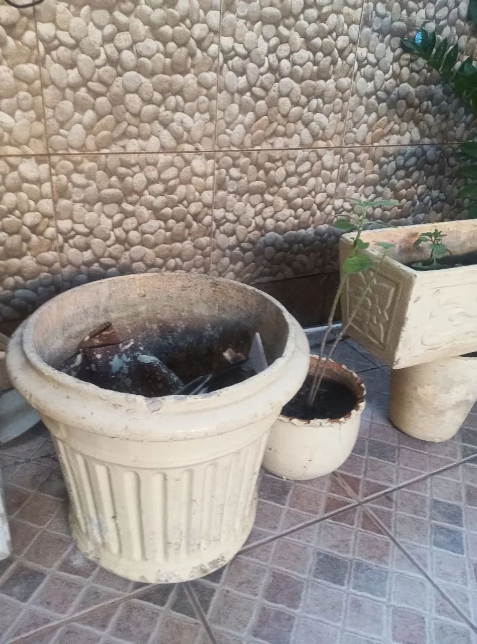 Amilcas e coqueiro e vasos - Foto 5