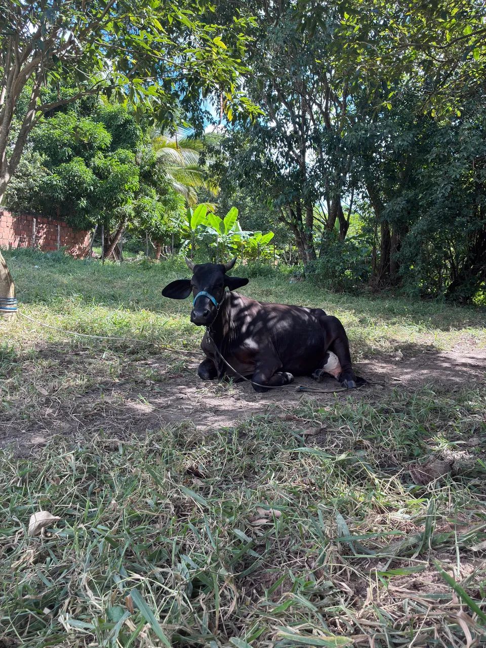 Vaca parida  - Foto 5