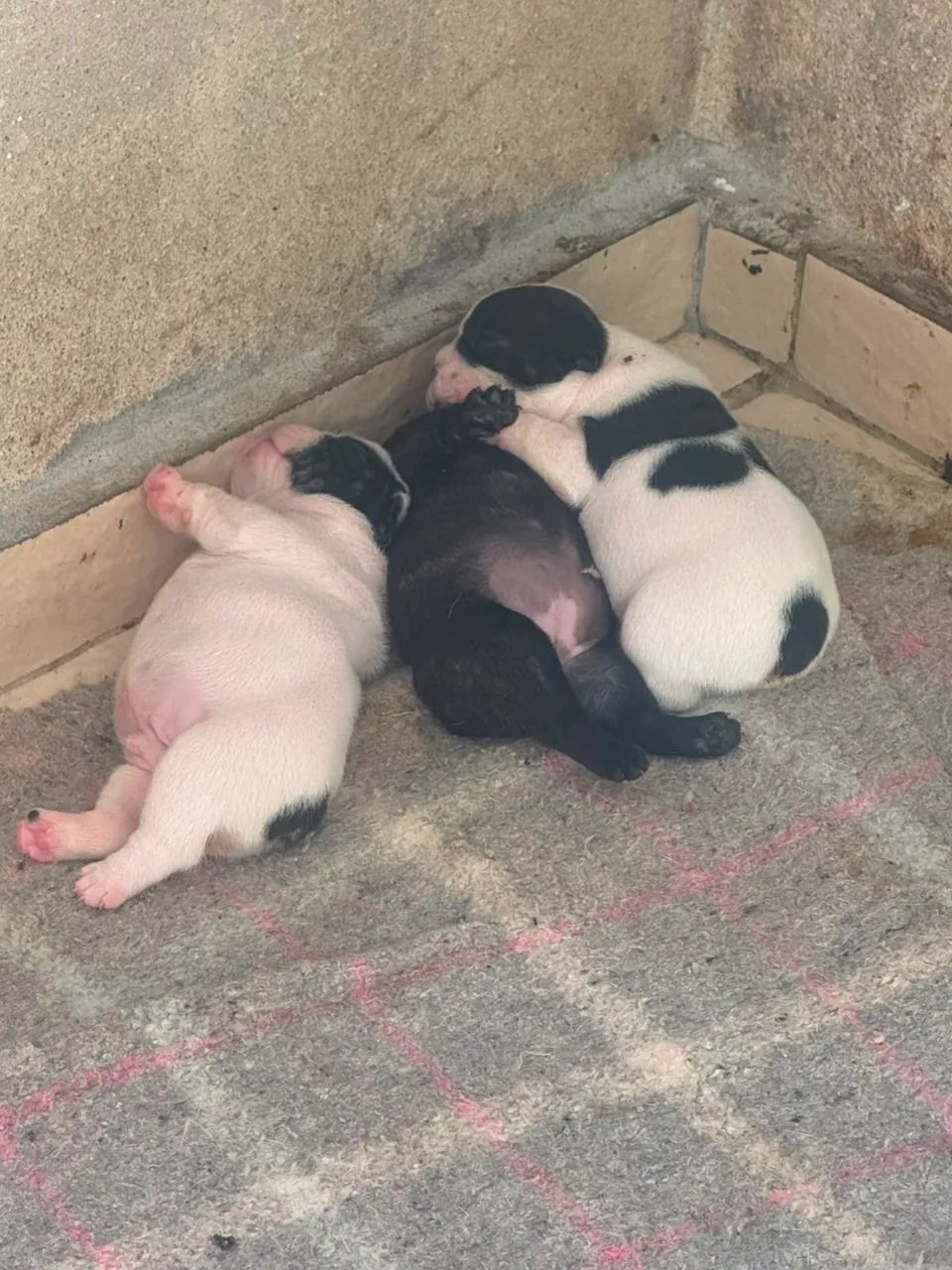 Buldog 