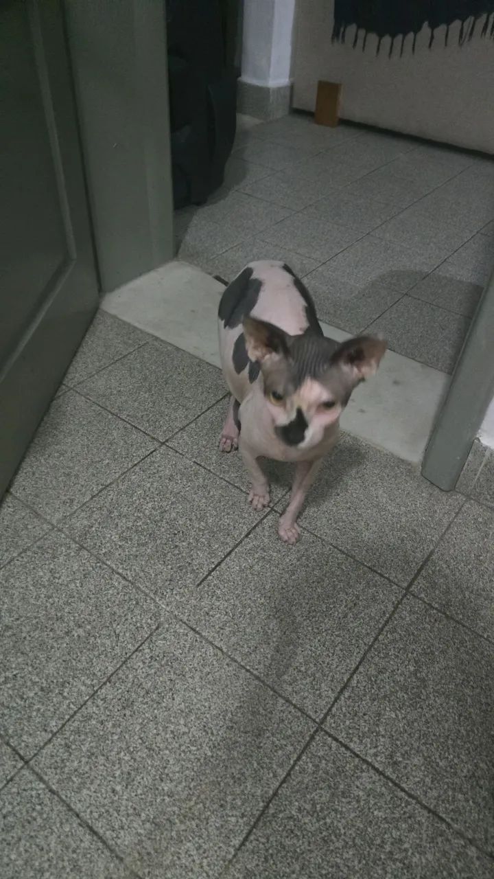 Gato Sphynx Macho com Pedigree - Foto 5