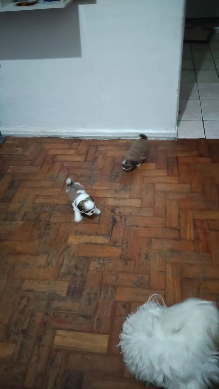 Fêmea shih Tzu - Foto 3
