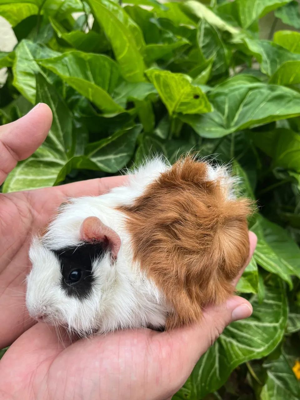 Filhotes de porquinhos da índia  - Foto 3