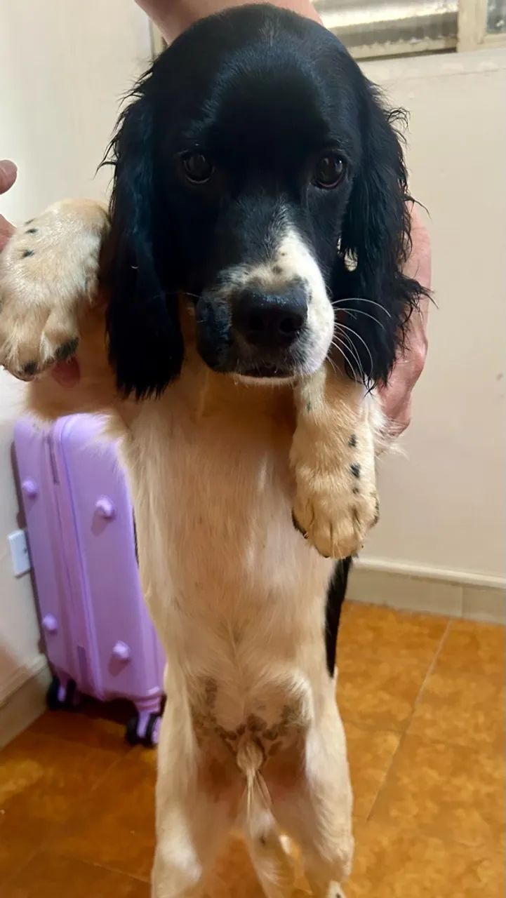 Filhote de cocker spaniel - Foto 4