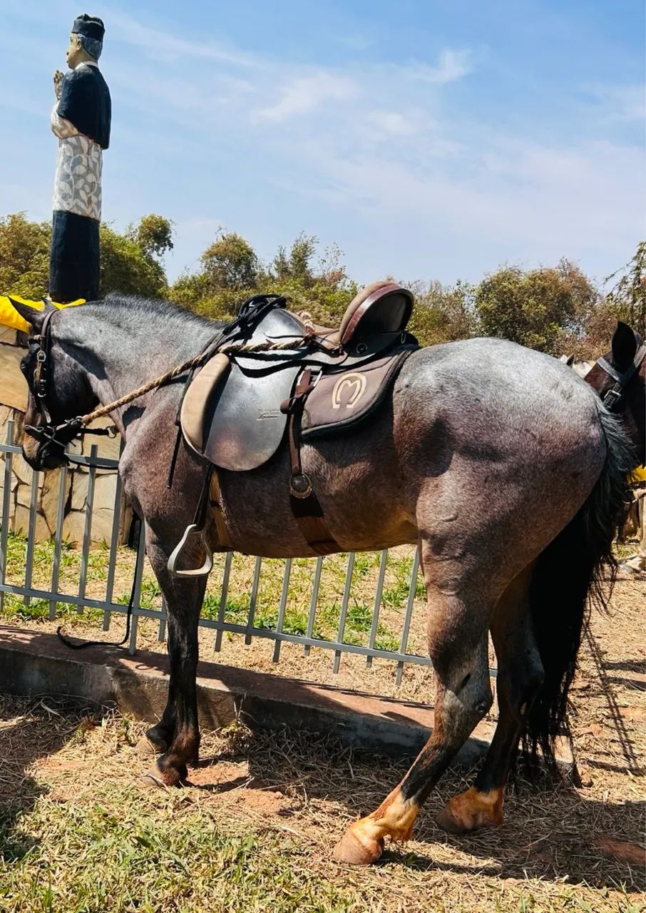 Cavalo