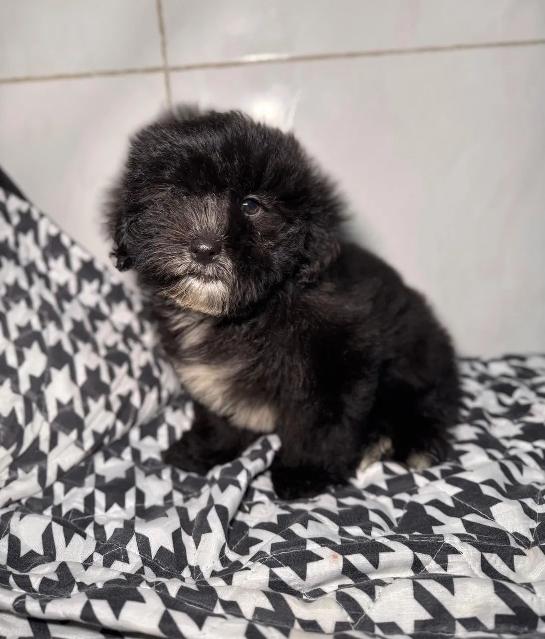 Filhote Macho de Shihtzu com Poodle