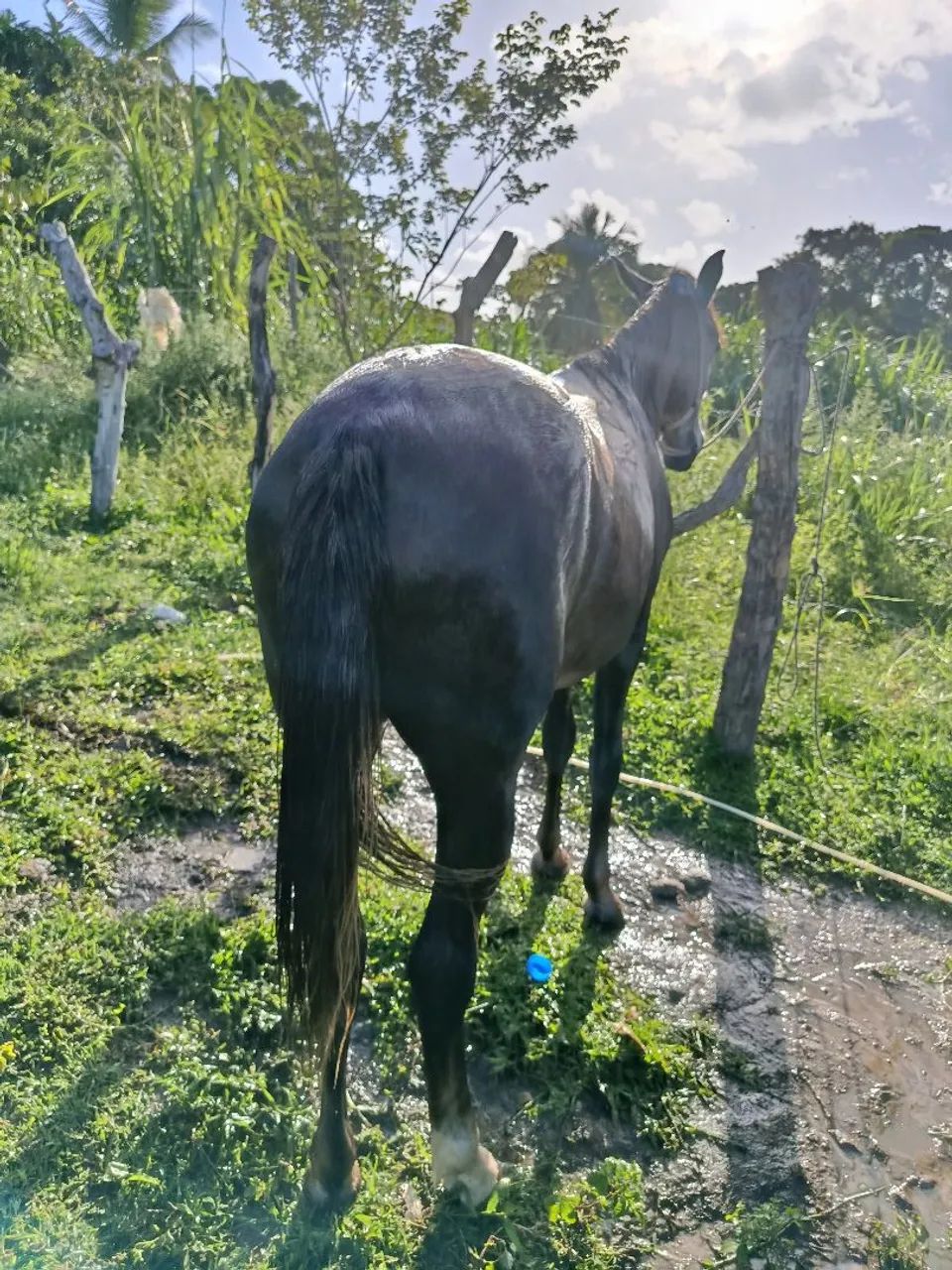 Potra mestiça com muita raça com apenas 1 ano   - Foto 2