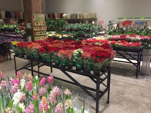 Expositor ideal para plantas - 80x300x90