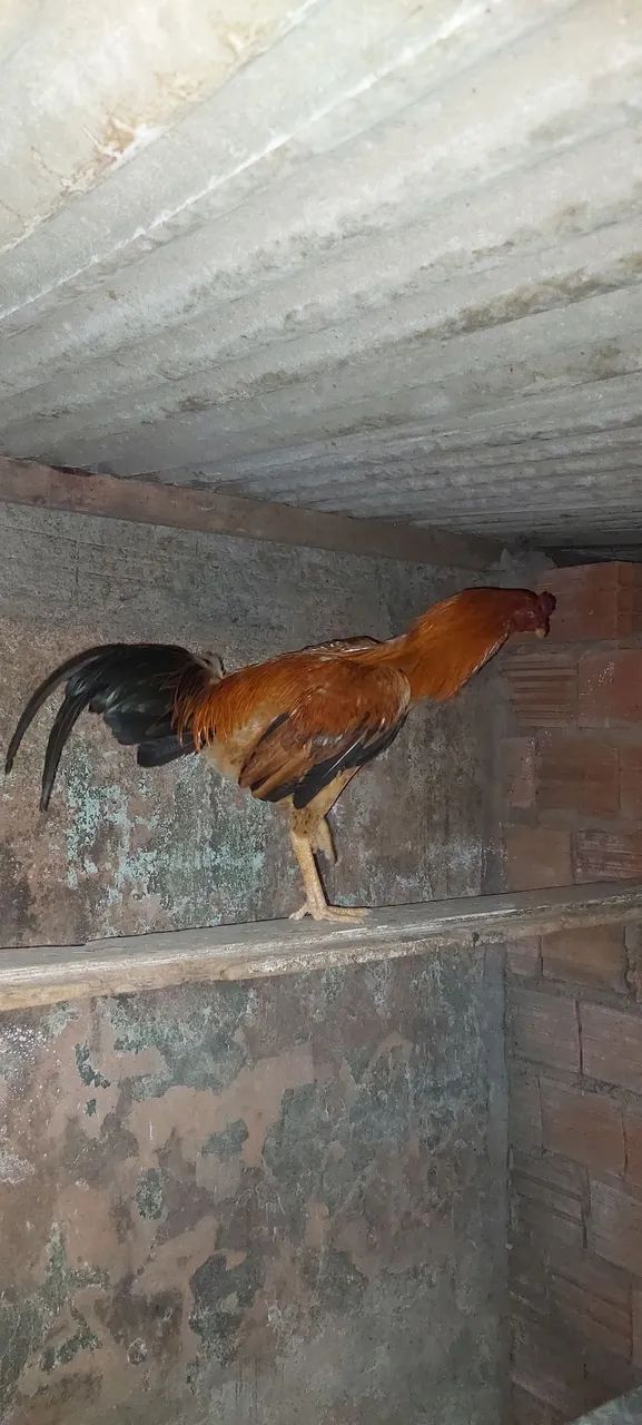 Lindo frango  - Foto 4