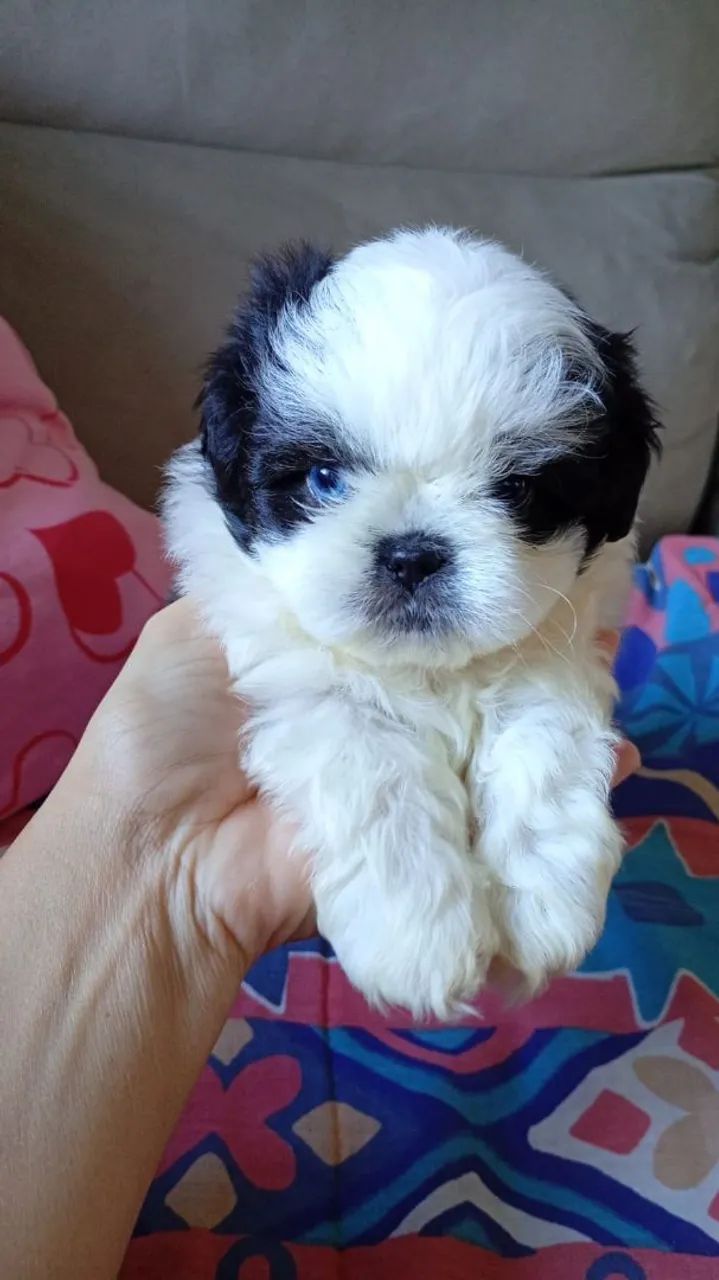 cachorro Shitzu 43 dias  - Foto 2