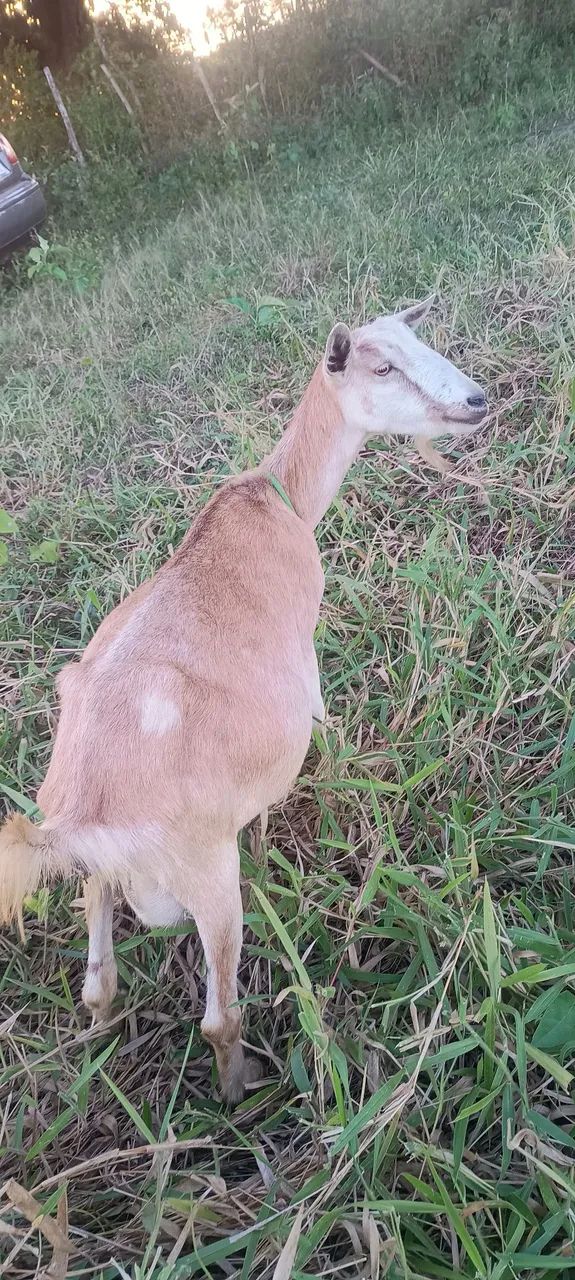 Vende Se 2 Cabras  - Foto 5