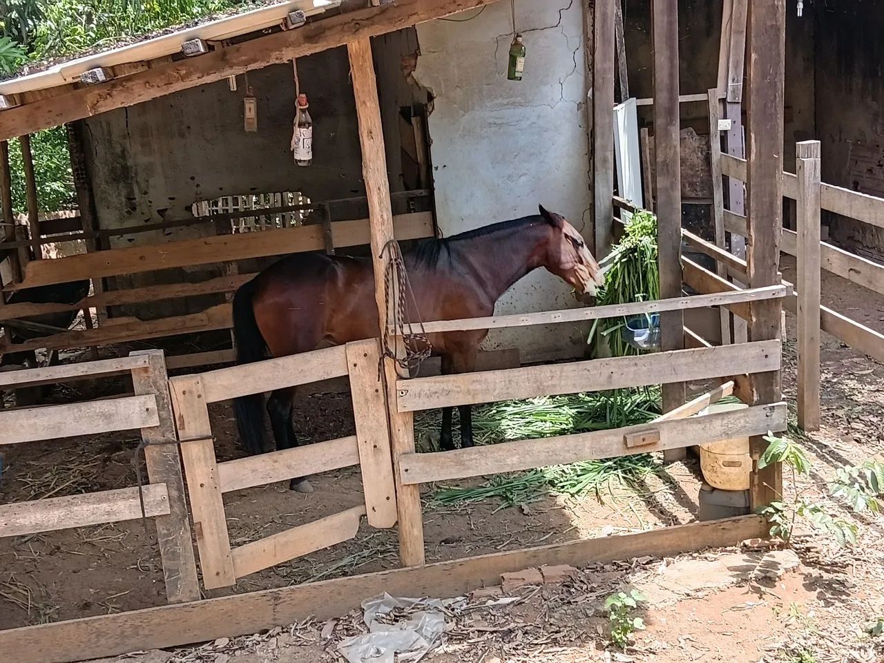 Baía pra cavalos - Foto 3