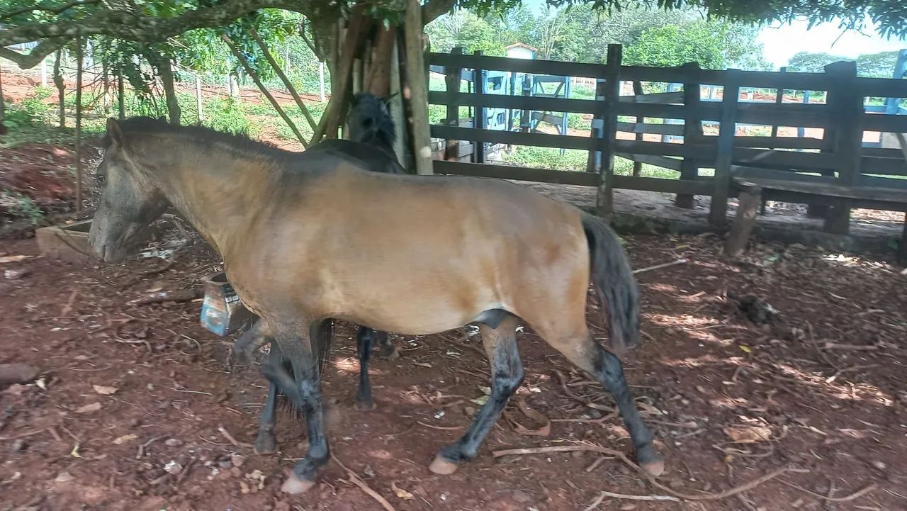 Cavalo domado  - Foto 3