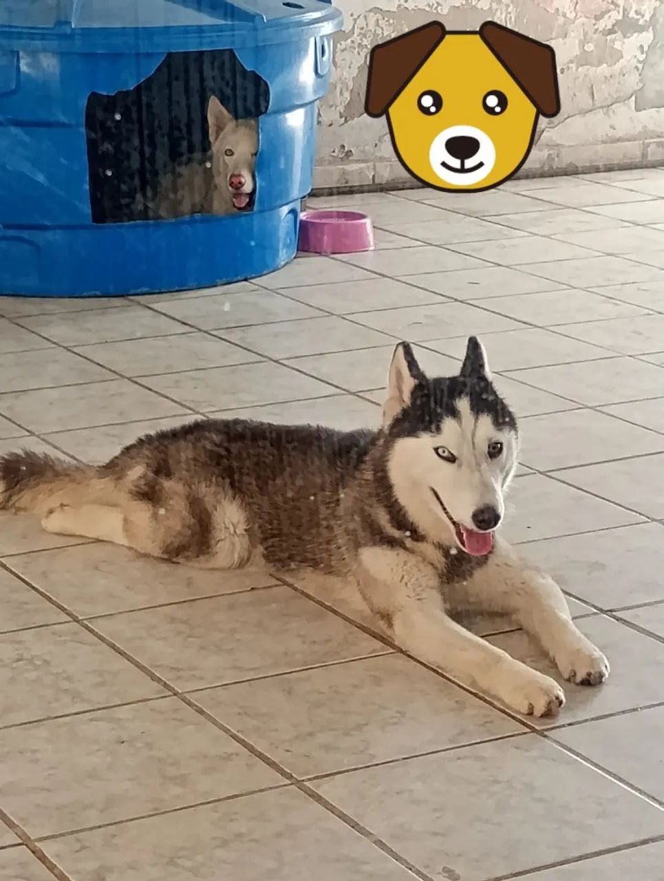 Husky siberiano macho  - Foto 4