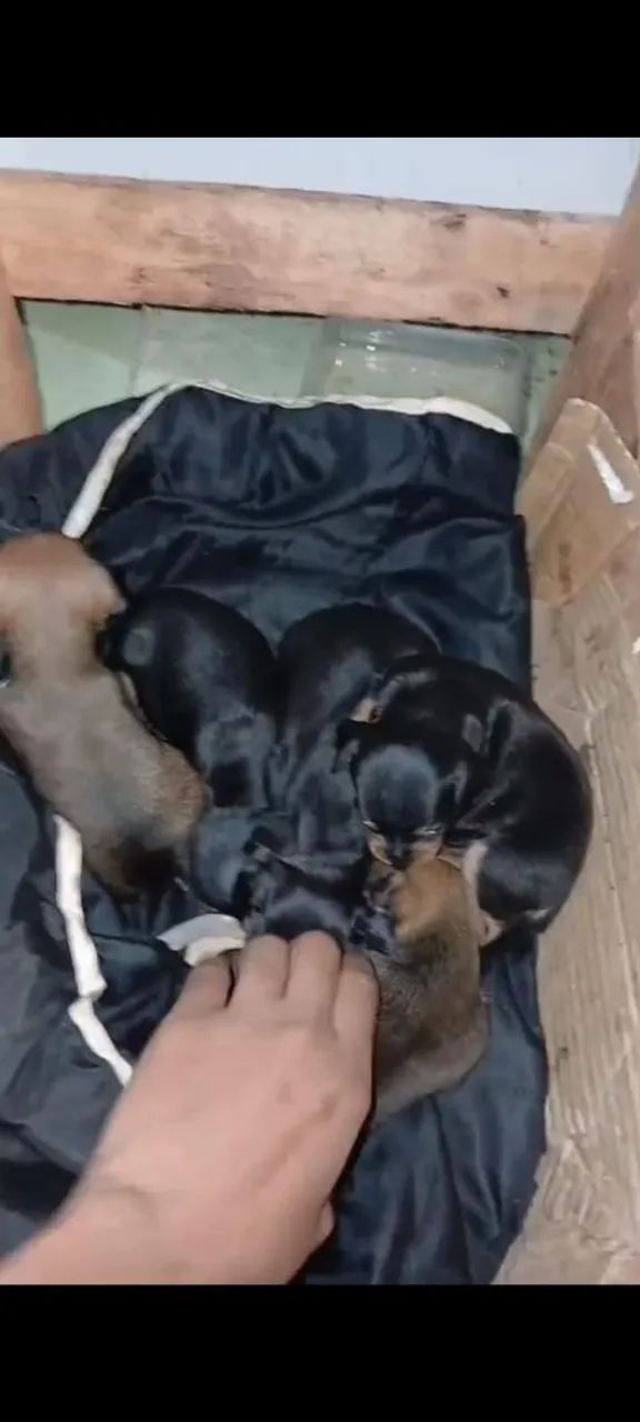 Cachorro  - Foto 3