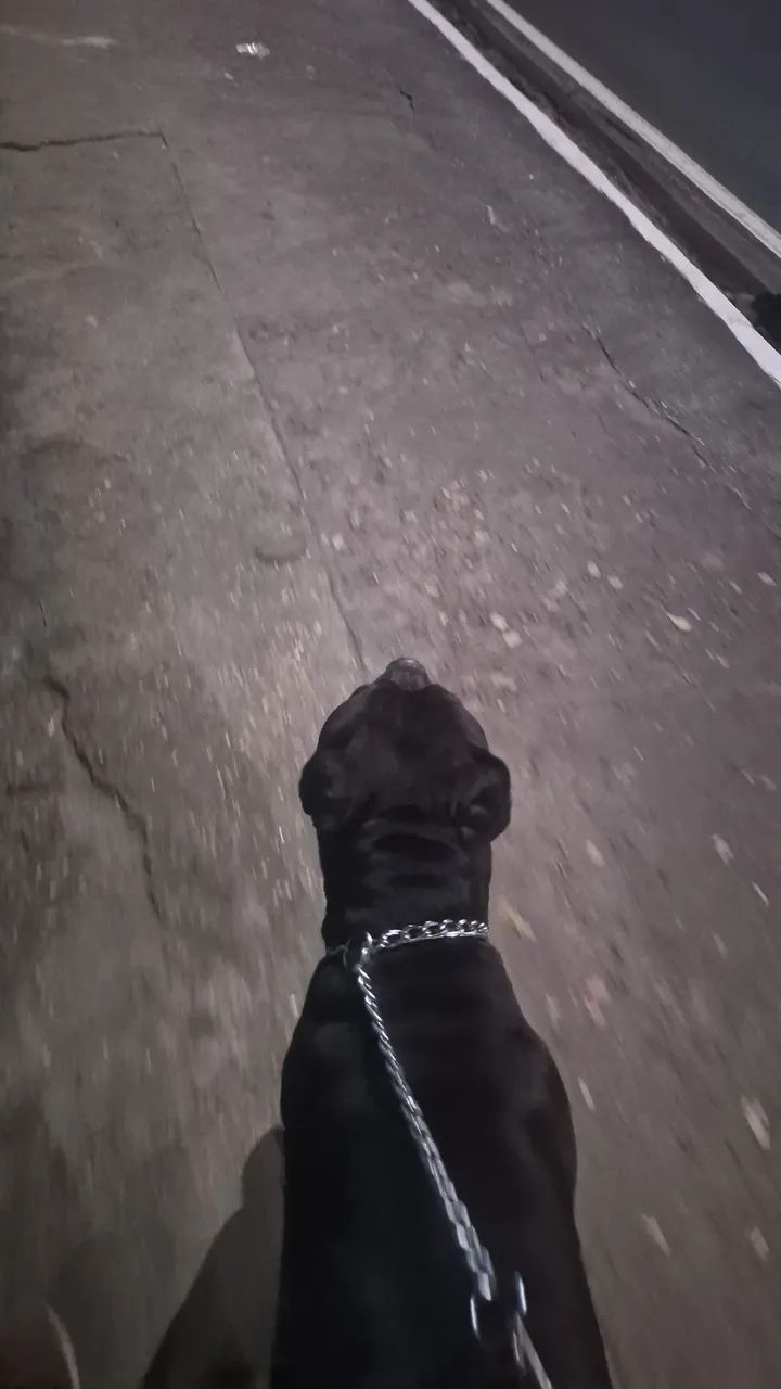 Cachorro Pitbull. - Foto 5