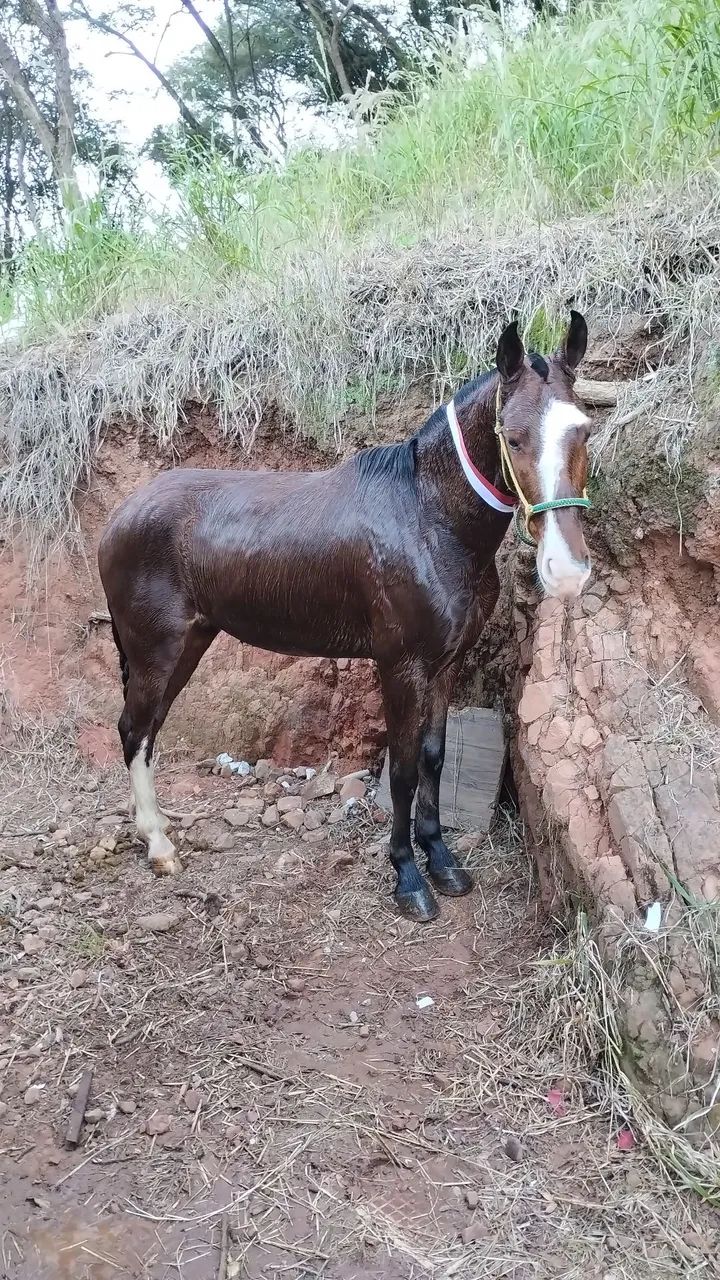 Cavalos  - Foto 3