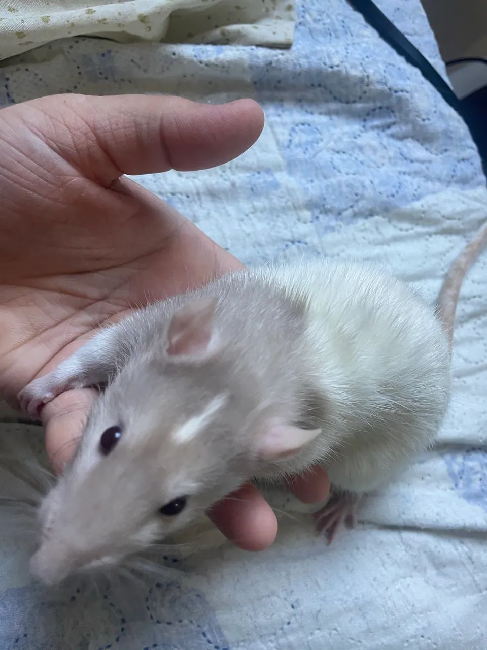 Rato Twister macho - Foto 2